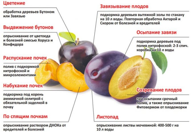Удобрения для абрикоса