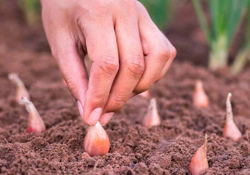 Выращивание чеснока в открытом грунте проверенными способами