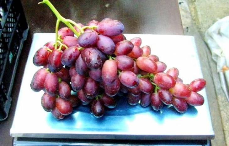 Виноград ризамат – капризное лакомство