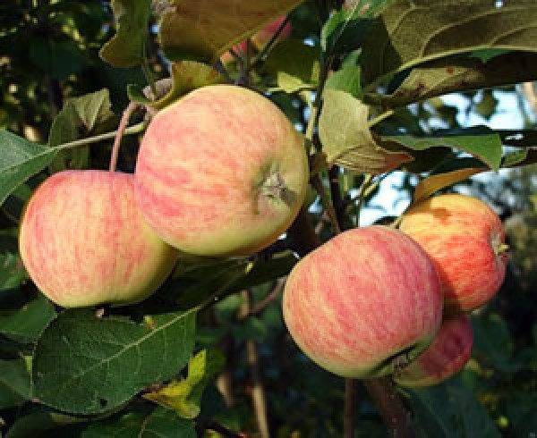 Яблоня для средней полосы россии: посадка и уход, выращивание, фото сортов их размножение, болезни и удобрения