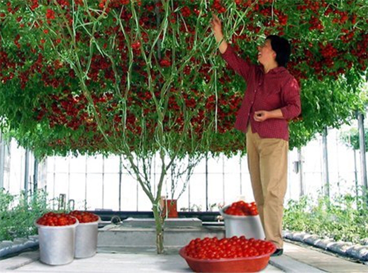 Помидорное дерево тамарилло: знакомимся – удивляемся – и выращиваем