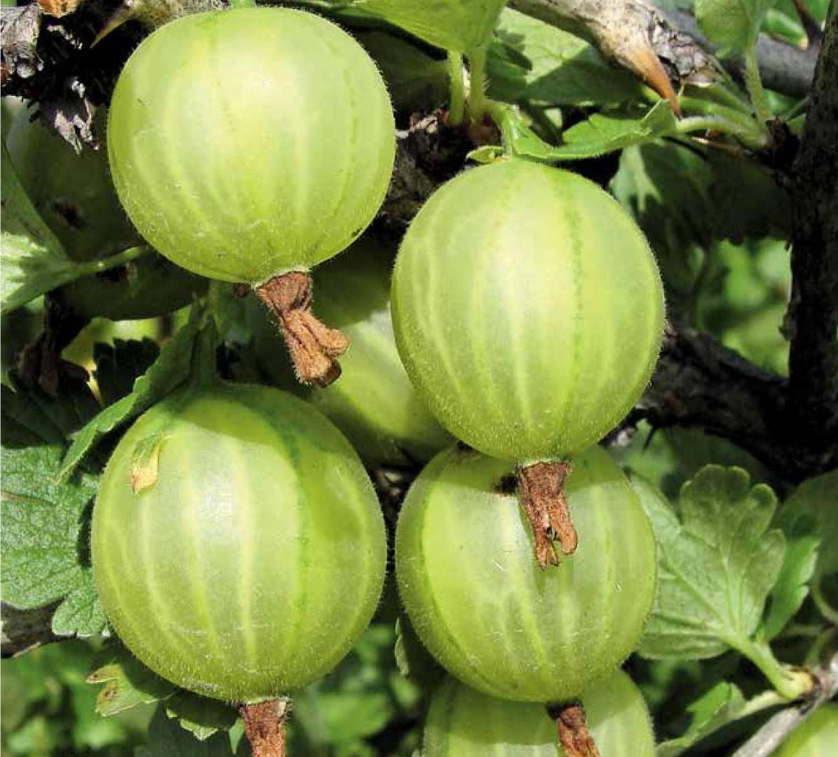 Крыжовник малахит: характеристика и описание сорта, опылители, размеры куста, вкус, урожайность, как посадить