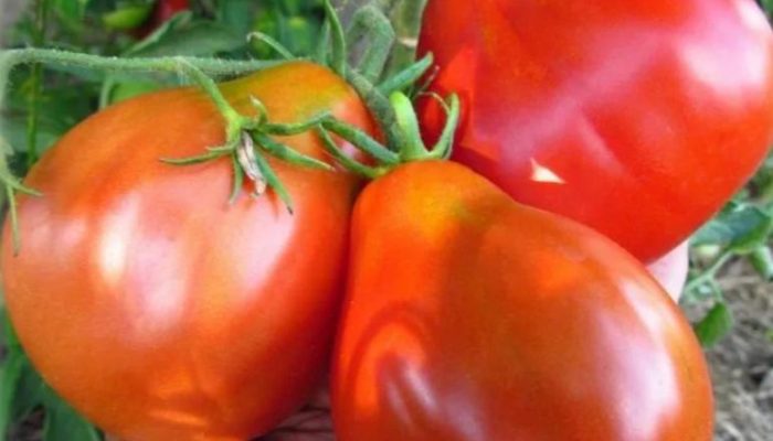 О томате киржач: описание сорта томата, характеристики помидоров, посев