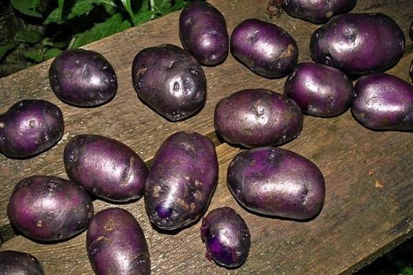 Фиолетовая или синяя картошка: полезные свойства, сорта, польза и вред