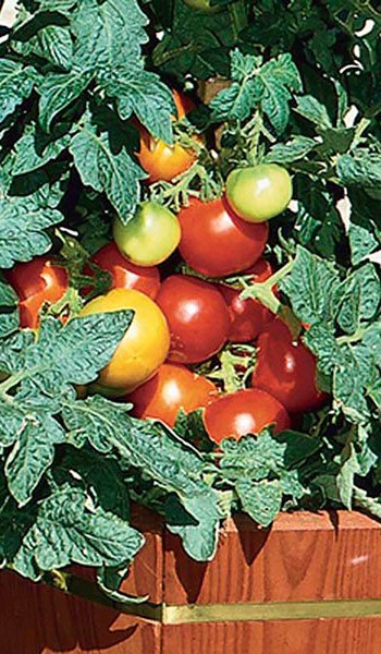 Томат красная шапочка: выращивание, характеристика и описание помидор