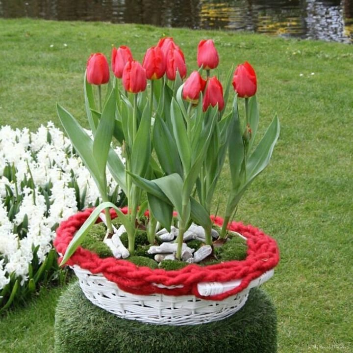 Тюльпаны красиво посадить на участке фото