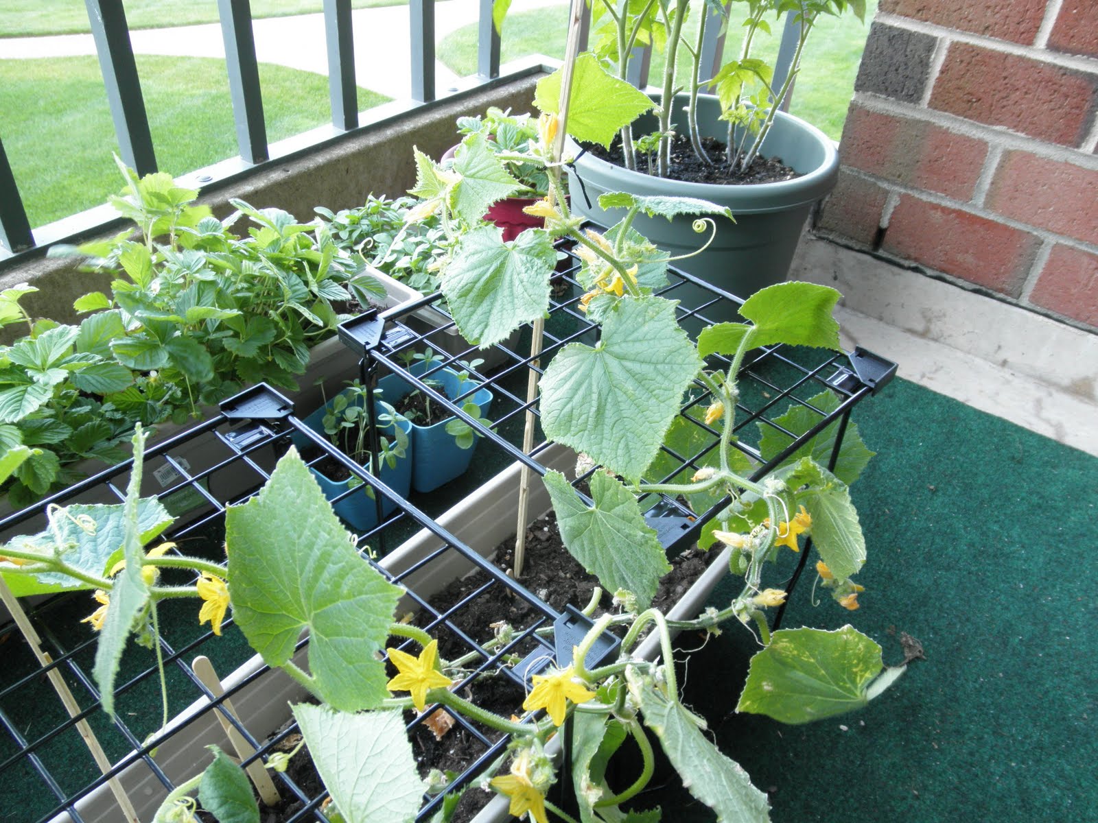 Выращивание огурцов на балконе: пошаговый процесс