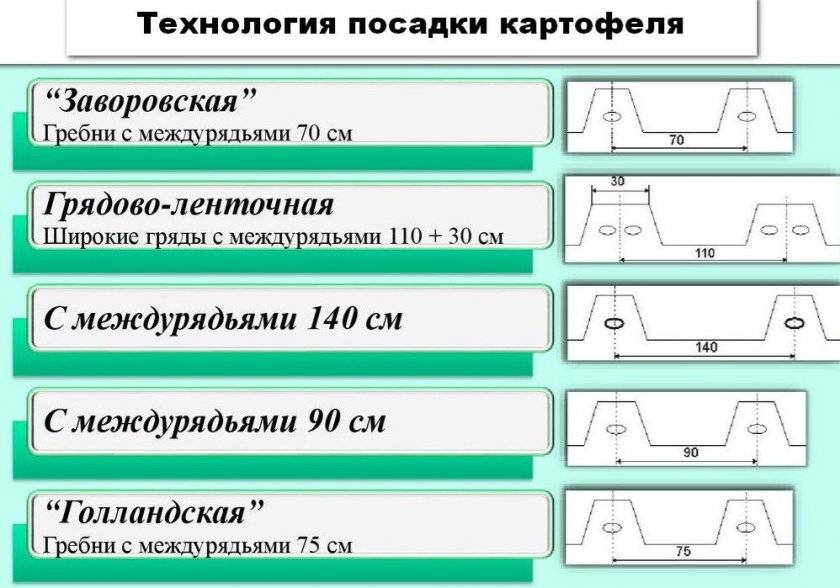 Правильная схема посадки картофеля