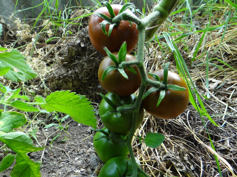 Сорта черных томатов с описанием и фото, самые сладкие, урожайные, ранние, лучшие для открытого грунта и теплицы, отзывы