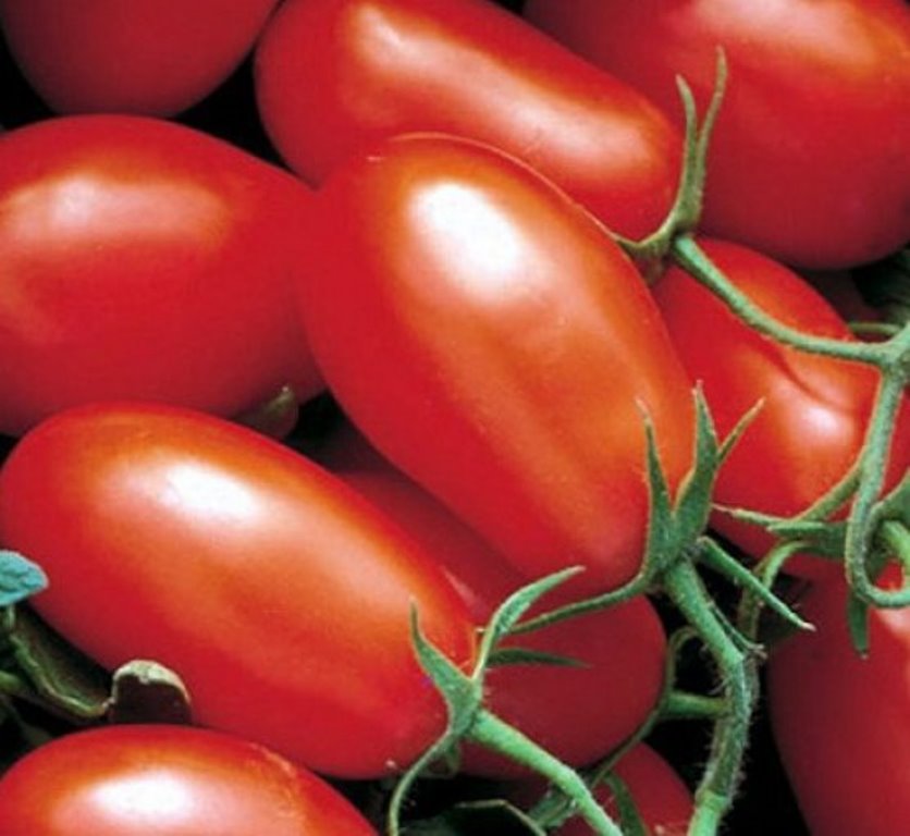Томат хайпил 108 f1: отзывы об урожайности помидоров, характеристика и описание сорта, фото куста