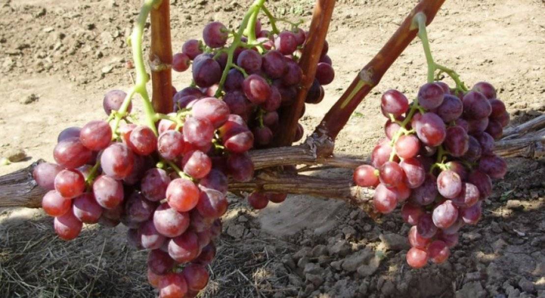 Виноград кардинал: описание сорта с характеристикой и отзывами, особенности посадки и выращивания, фото