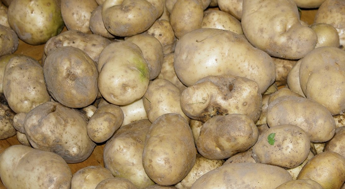 Урожайный, неприхотливый и устойчивый к болезням сорт картофеля «иван да марья»