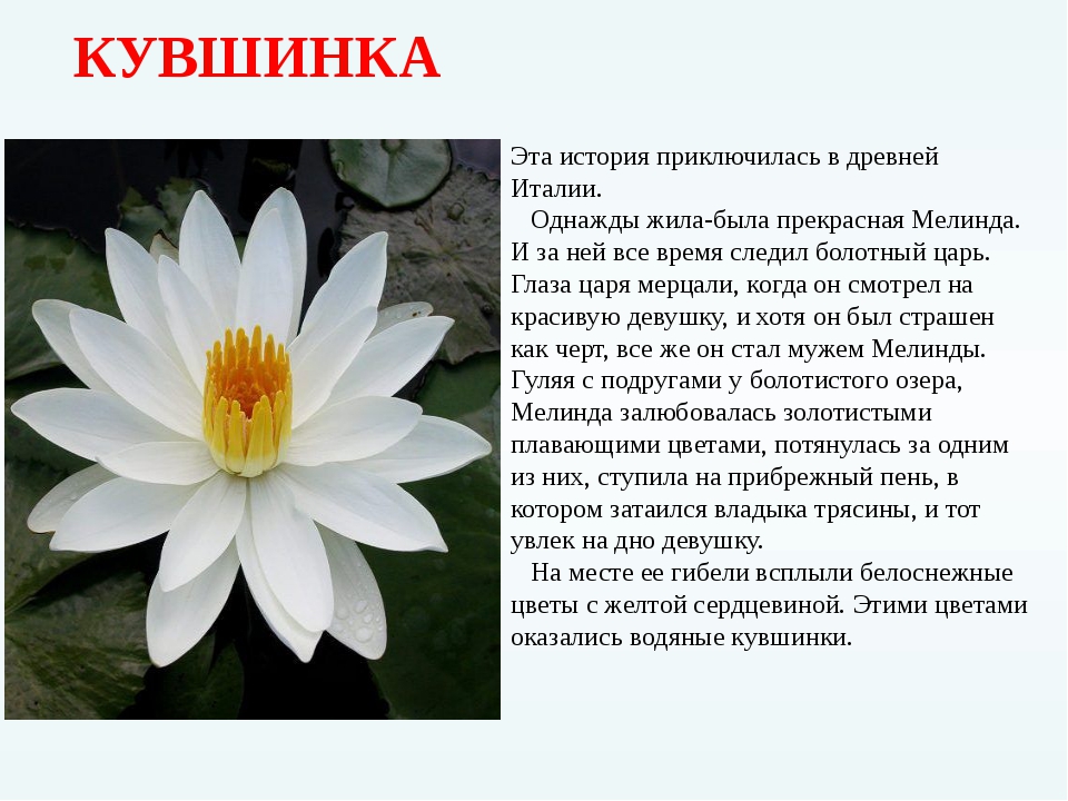 Водный гиацинт: посадка и уход в пруду, описание растения и размножение