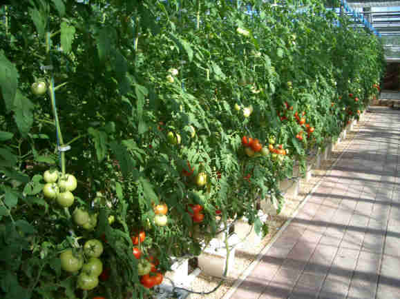 Гидропоника: изучаем нюансы выращивания томатов