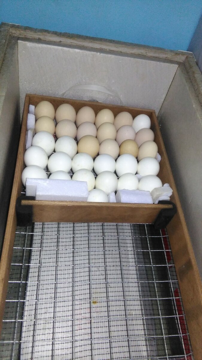 Как сделать инкубатор для яиц в домашних условиях: описание и схемы