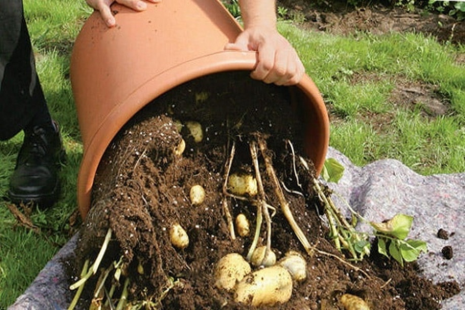 Как вырастить картофель в бочке. пошаговая технология выращивания | зелёный сад