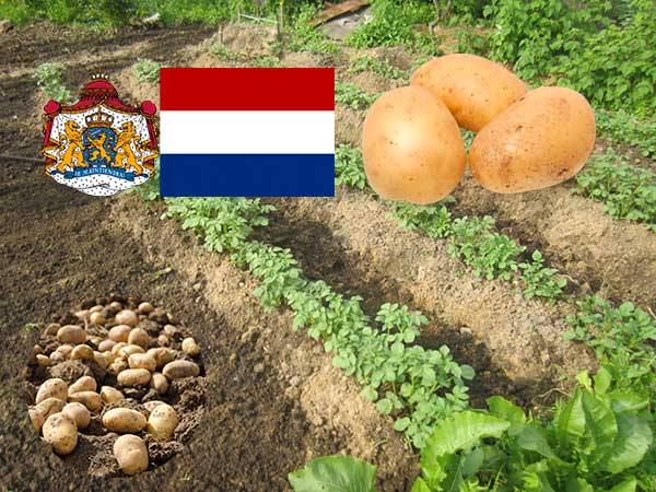 Как посадить картофель по голландской технологии. видео