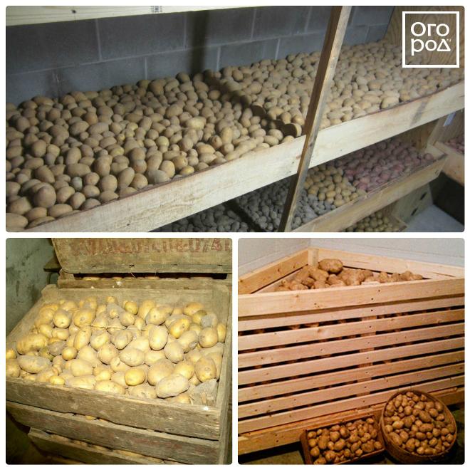 Как хранить картофель зимой, при какой температуре: в погребе, подвале и дома на балконе