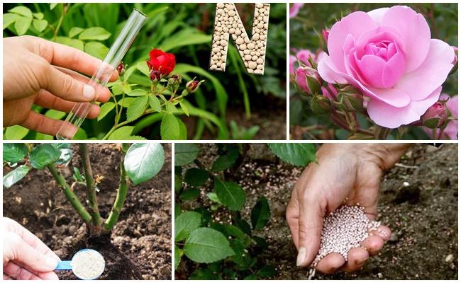 Обрезка кустовых роз: все способы от «а» до «я» и технология проведения каждого из них