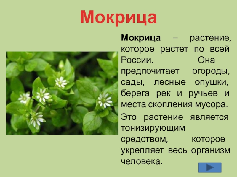 Мокрица трава польза для человека и вред. Мокрица звездчатка. Звездчатка средняя мокрица. Мокрица звездчатка семена. Звездчатка сорняк.