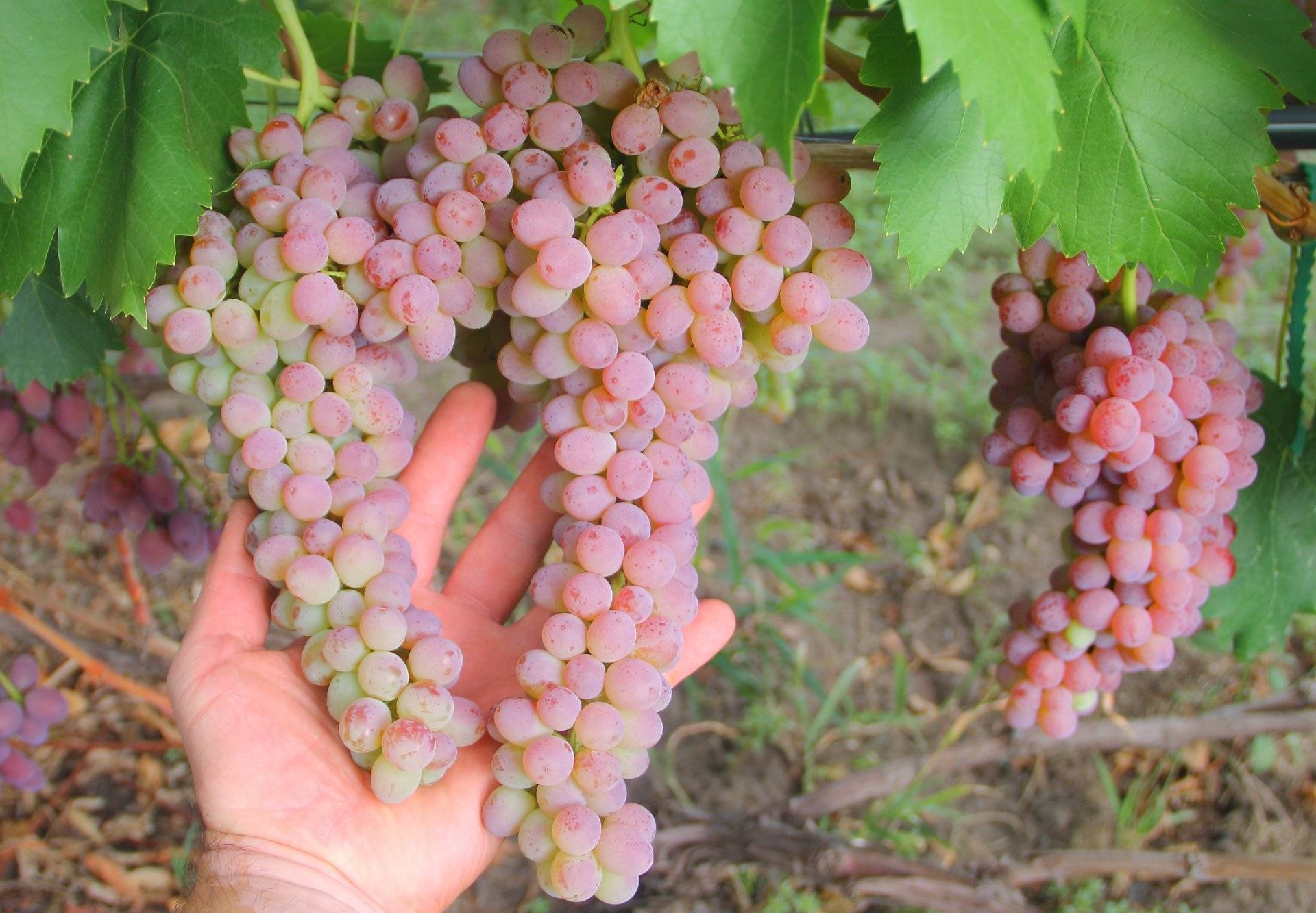 Выращивание винограда: посадка, выбор места, полив и особенности ухода