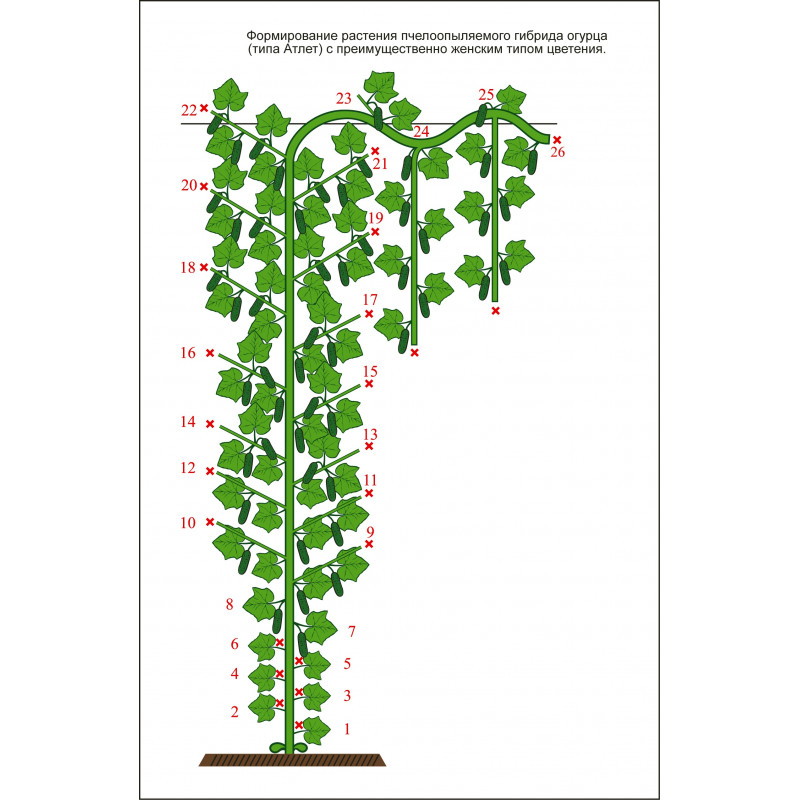Формирование огурцов в теплице в один стебель схема