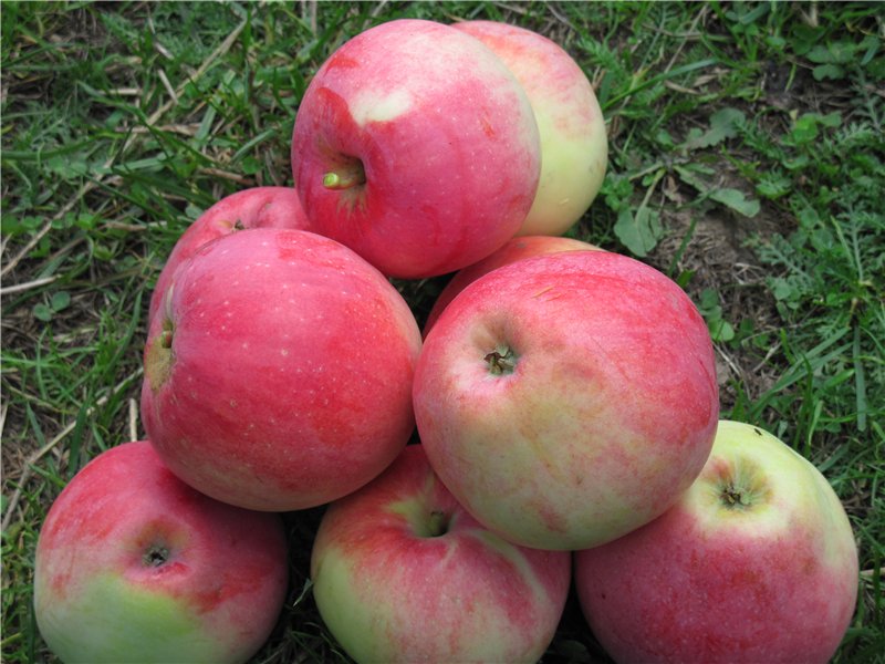 Описание сорта яблони соковое: фото яблок, важные характеристики, урожайность с дерева