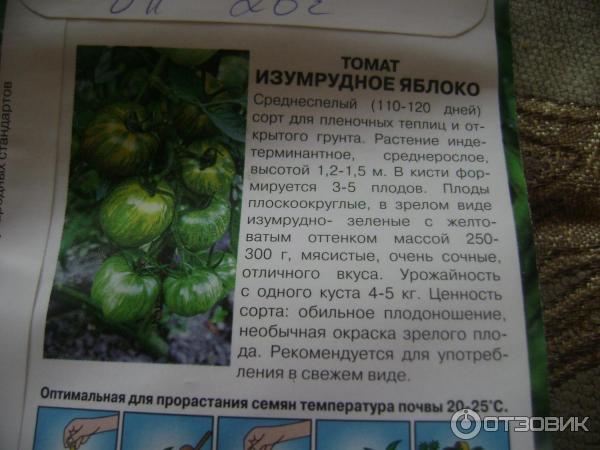 Описание сорта томата изумрудный штамбовый, его характеристика и урожайность – дачные дела