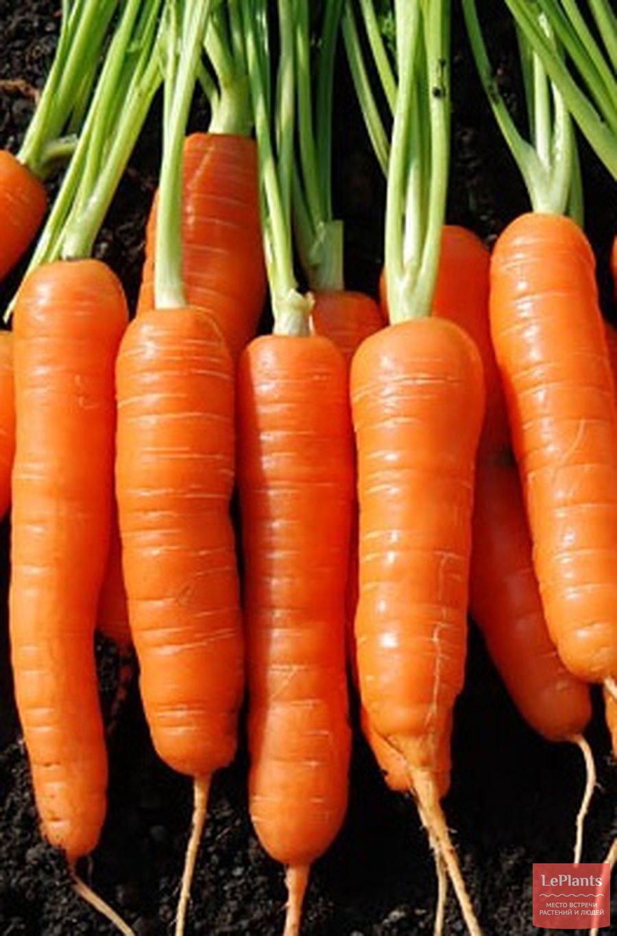 Какой сорт моркови лучше выбрать? описание самых урожайных видов овоща