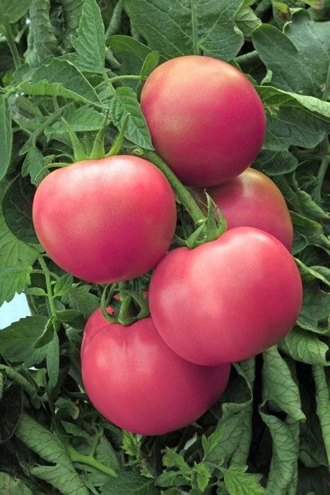 Сорт томата «картофельный малиновый» — описание с фото вкусного пышного красавца на любимых грядках