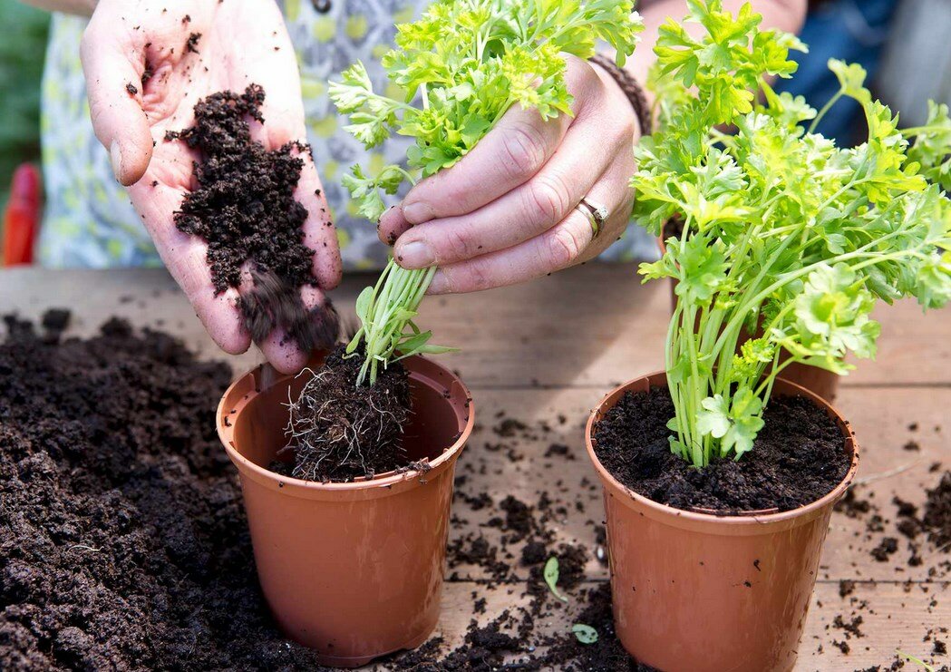 Огород на подоконнике: как организовать, что можно выращивать, правила ухода