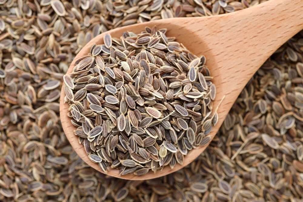 Семена укропа: польза и вред, лечебные свойства, противопоказания, отзывы