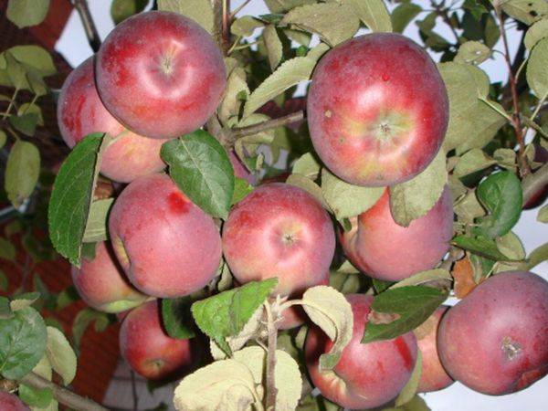 Сорт яблок аркад сахарный описание, фото, отзывы