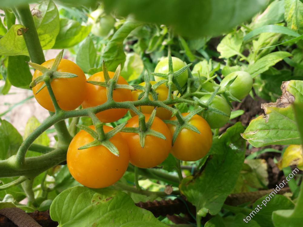 Фото, видео, отзывы, описание, характеристика, урожайность сорта томата «сенсей»