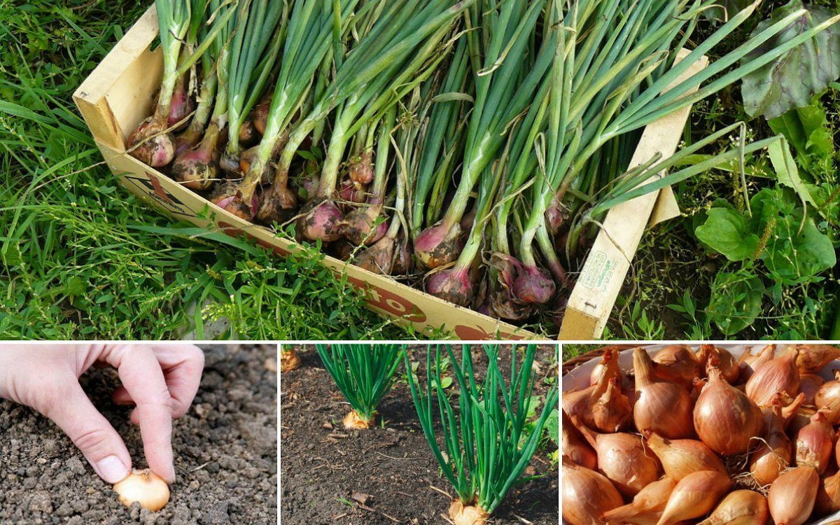 Лук шалот (семейный): посадка, уход и выращивание в открытом грунте весной и осенью