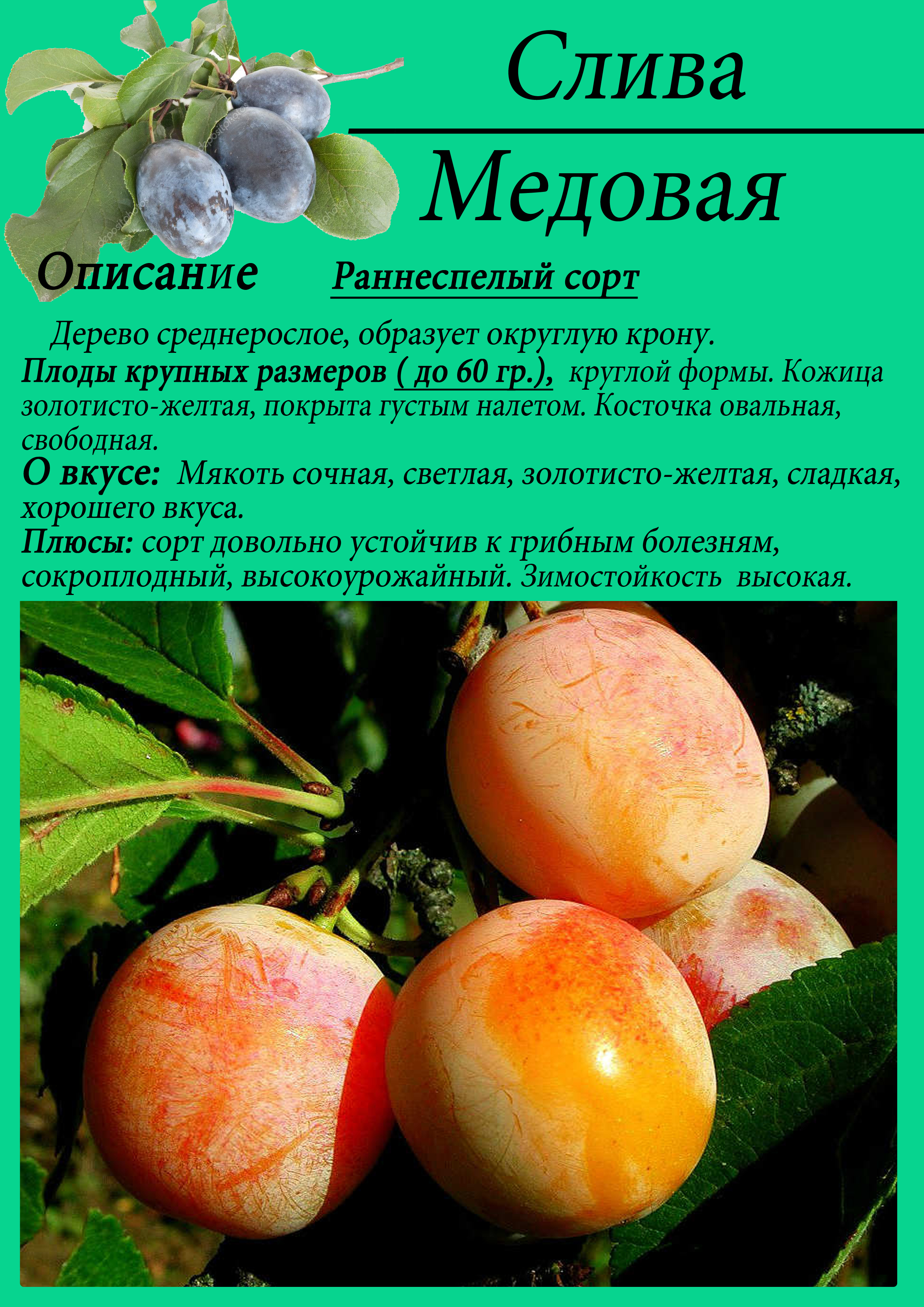 Выбор лучших сортов и агротехника выращивания сливы для всех регионов россии