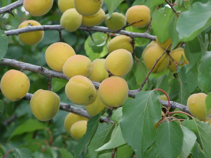 Характеристики сорта абрикосов маньчжурский, описание морозостойкости и уход за сеянцем