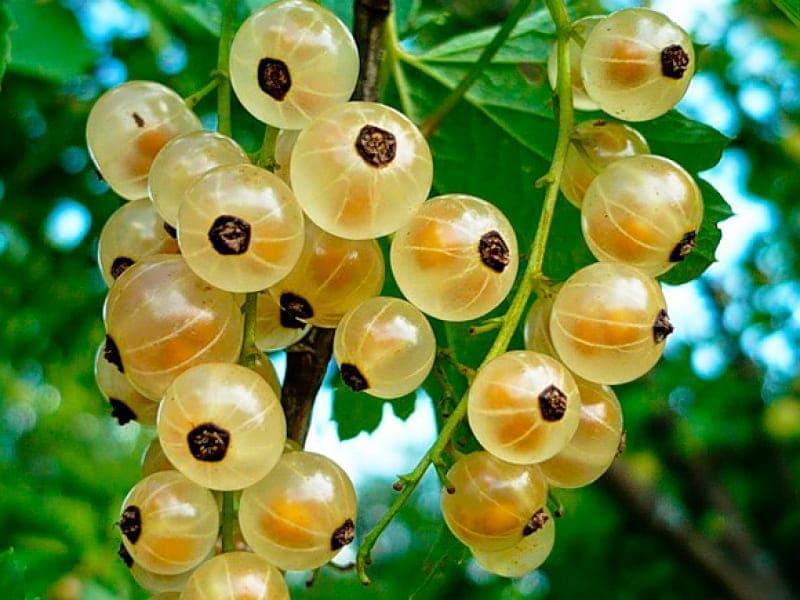 Смородина белая фея: описание сорта красной смородины, выращивание - посадка и уход