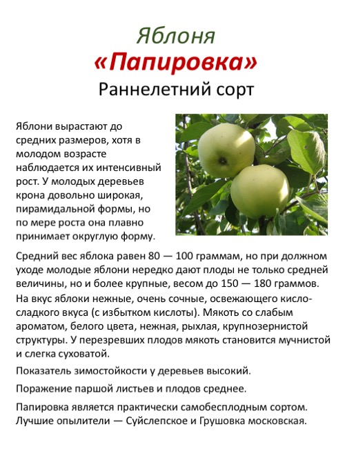 Яблоня ауксис: описание сорта, выращивание и уход за яблоней,фото