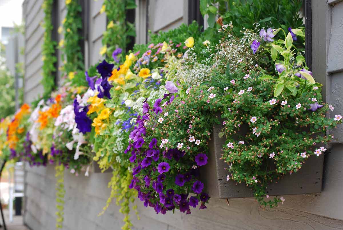 Ампельные комнатные растения: какие виды свисающих цветов существуют и какой висячий цветок самый неприхотливый; правила ухода в домашних условиях