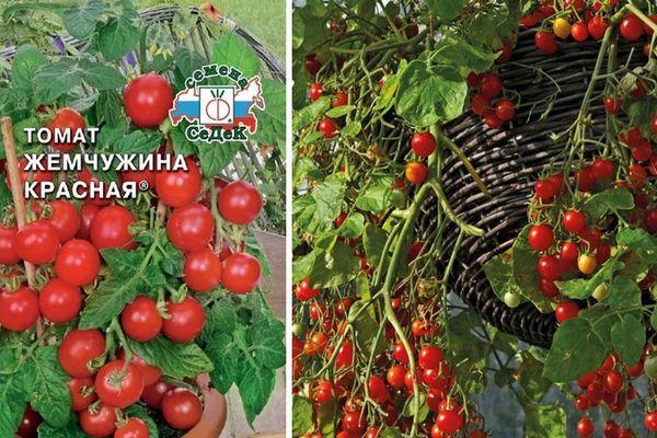 Томат садовая жемчужина: описание и характеристика сорта, отзывы, фото, урожайность | tomatland.ru