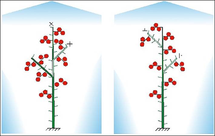 Перевод точки роста на боковой побег у томатов схема