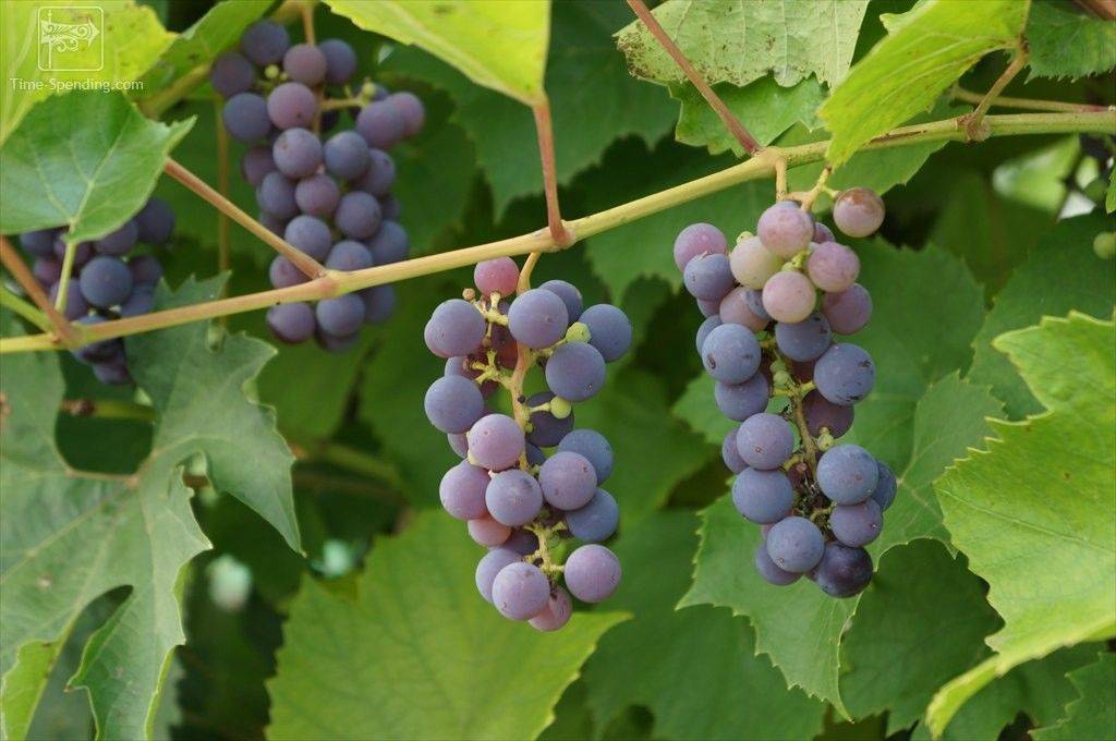 Виноград байконур: характеристика и описание сорта, посадка и уход