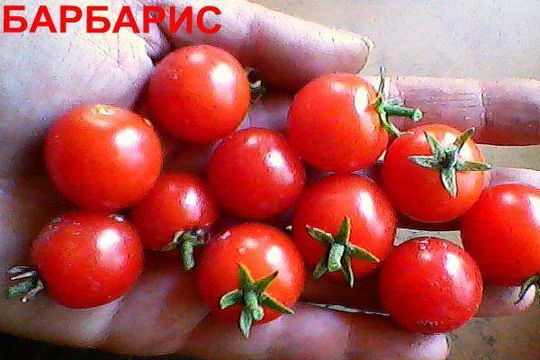Барбарис: выращивание и уход, описание сортов с характеристикой и отзывами, фото