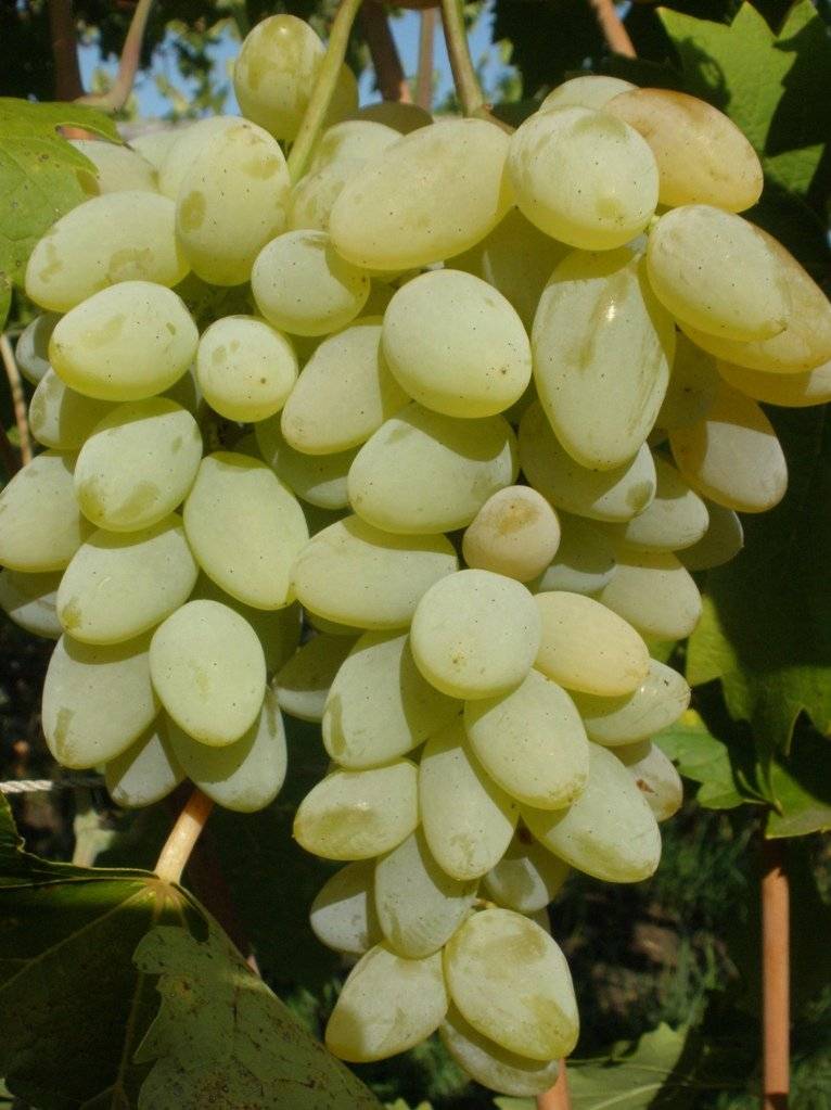 Виноград лора: описание сорта