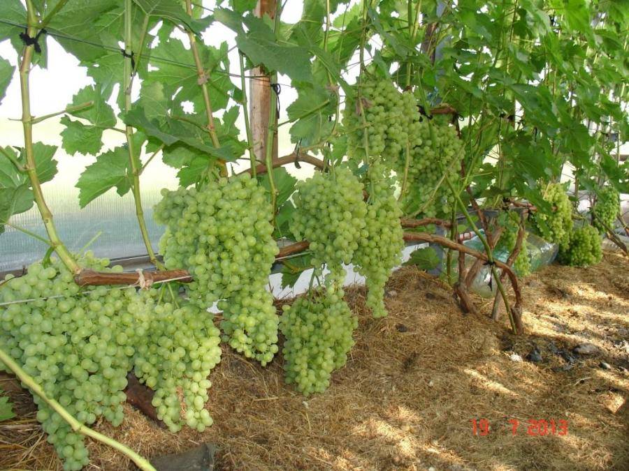 Посадка винограда саженцами весной