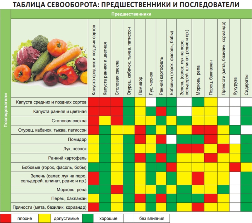 Болгарский перец от семян до плодов. советы опытного огородника –