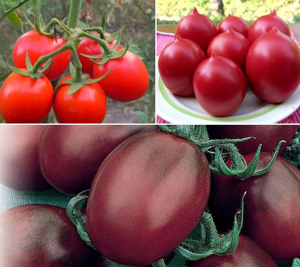 10 лучших помидоров для теплиц