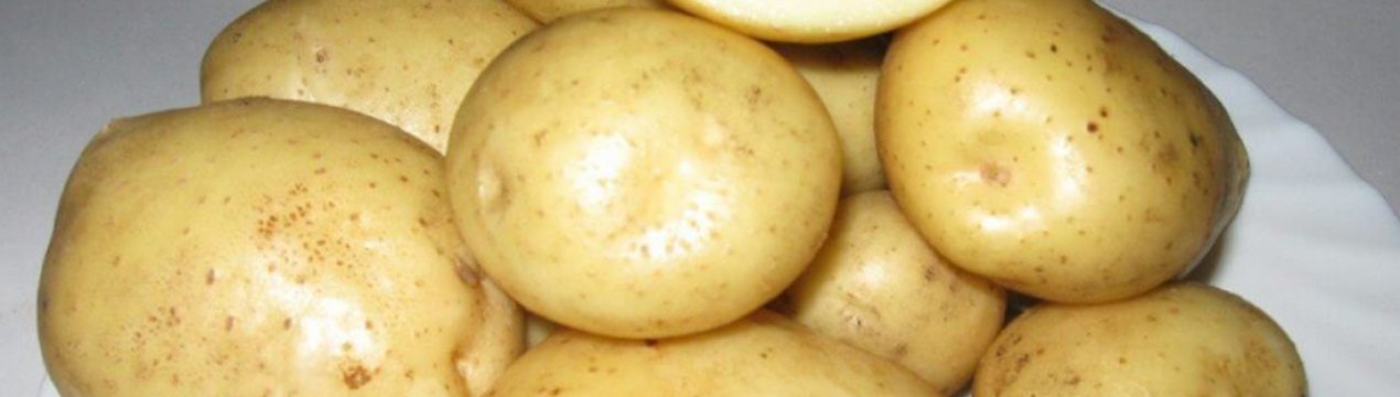 Картофель «елизавета»: проверенный временем сорт