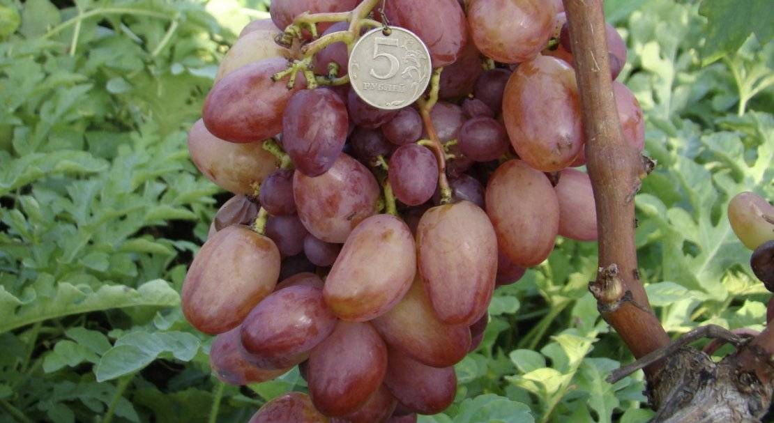 Требования к сортам винограда для сибири и обзор лучших из них